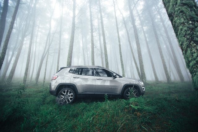 Rent A Car Varna - 89309 the species